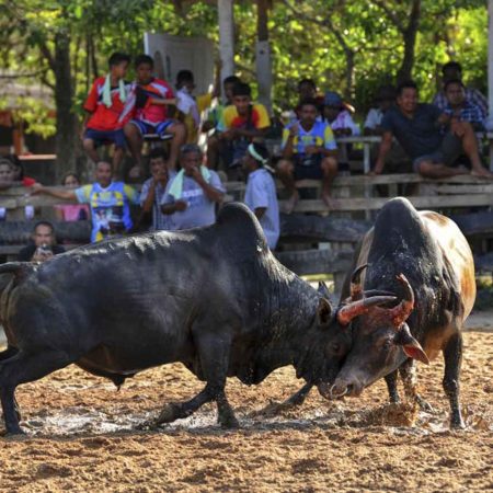 Man in Thailand arrested for alleged online bullfight gambling