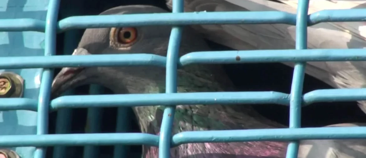 Taiwan is being urged by PETA to investigate cruelty in pigeon racing