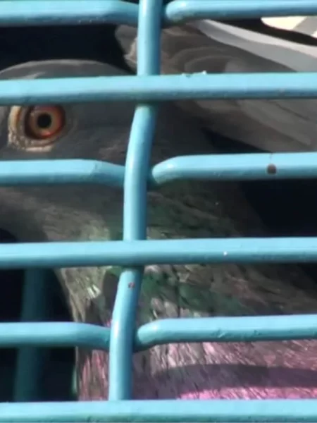 Taiwan is being urged by PETA to investigate cruelty in pigeon racing