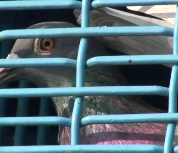 Taiwan is being urged by PETA to investigate cruelty in pigeon racing