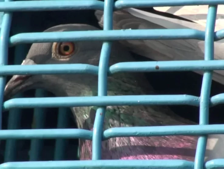 Taiwan is being urged by PETA to investigate cruelty in pigeon racing